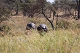 TANZANIA - Serengeti National Park - Hippo - 1